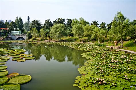 Hefei Botanical Garden Enchanting Oasis of Nature and Tranquility!