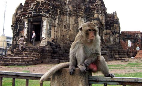 Lopburi Monkey Temple: Unforgettable Encounters With Mischievous Macaques!