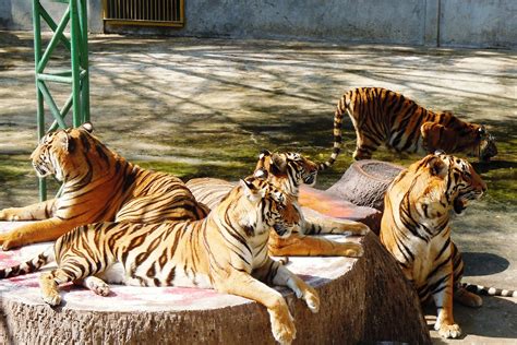 Sriracha Tiger Zoo – Unleashing the Majesty and Roar of Thailand's Feline Giants!