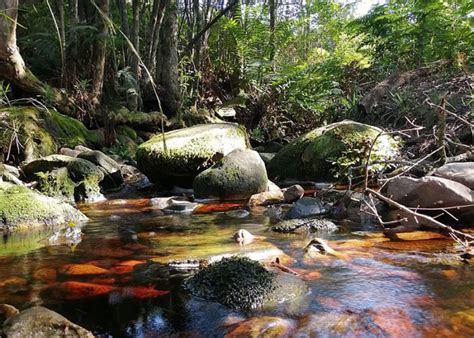 The Garden Route Botanical Garden: A Lush Oasis Teeming With Biodiversity!