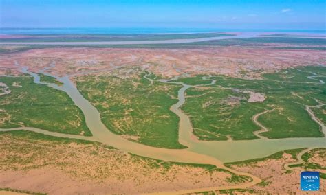 Yellow River Delta National Nature Reserve: A Playground for Migratory Birds and Coastal Explorers!